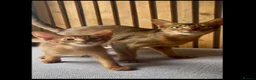 Abyssinian cats for sale: Stunning GCCF Abyssinian kittens - Advert 8