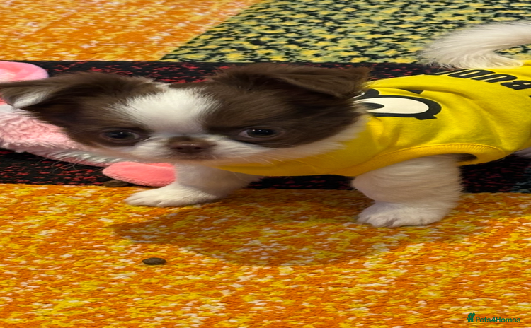 Chihuahua dogs - Advert 4