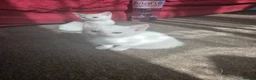Turkish Angora cats for sale: Whithe Turkish Angora - Advert 11