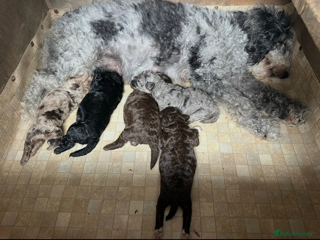 Poochon dogs for sale: Poochon pups 🐾 - Advert 16