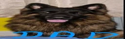 German Shepherd dogs for sale: 9 beautiful german shepards looking for a home - Advert 16