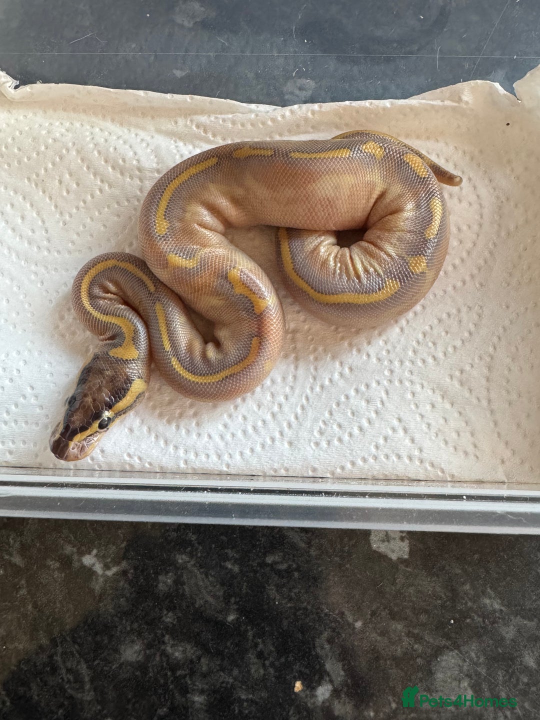 Snake reptiles for sale: 2025 royal python hatchlings ( highways)  - Image 5