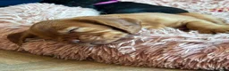 Sprocker dogs for sale: Spaniel puppies - Advert 10