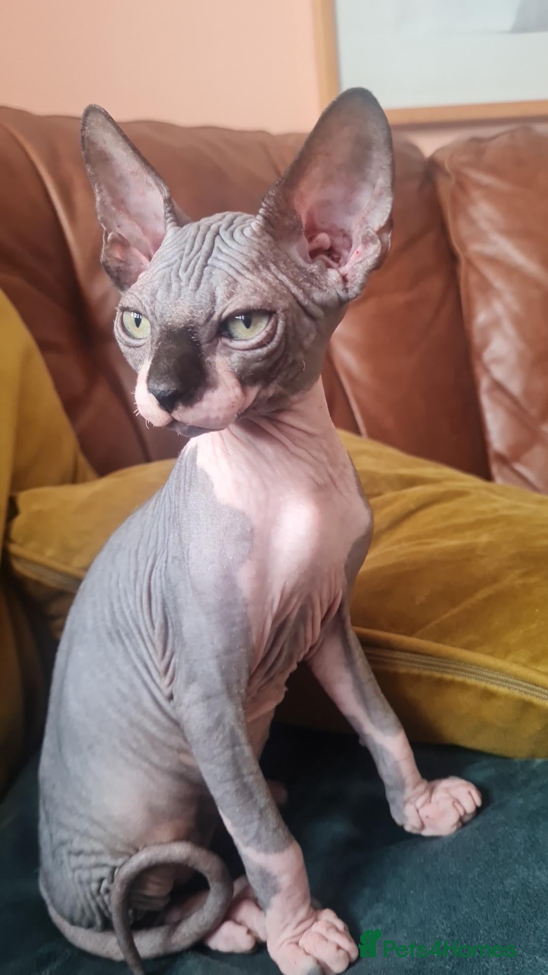 Sphynx cats  Last beautiful Sphynx boy avalaible  - Advert 1