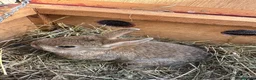 Netherland Dwarf rabbits for sale: 2 Pretty Netherlands dwarf sisters. - Advert 9