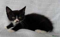 Mixed Breed cats for sale: Last black female left Turkish angora cross kitten - Image 9