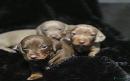 Dachshund dogs for sale: Billy  - Image 1