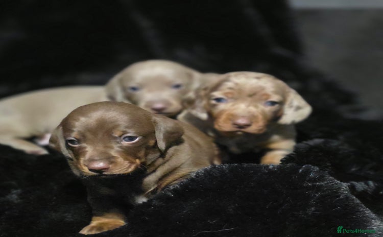 Dachshund dogs - Advert 3