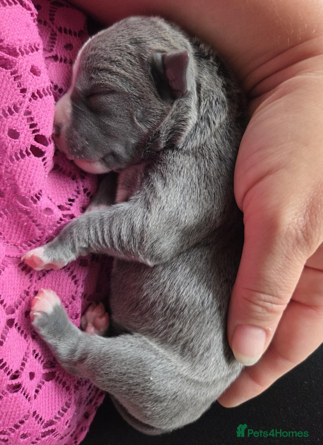 Mixed Breed dogs for sale: American bull staffs available in October  - Image 1