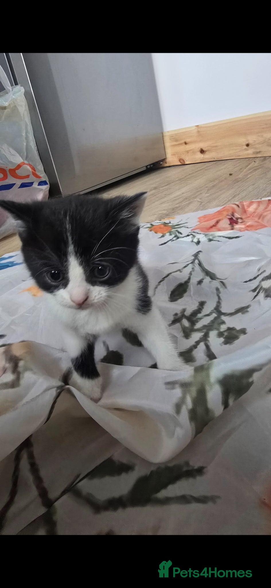 Mixed Breed cats for sale: Lovely 2 girl kittens 😸 😍  - Advert 14