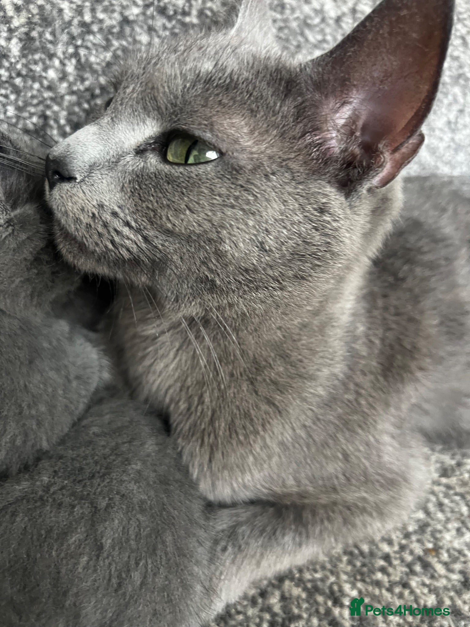 Mixed Breed cats Russian Blue x Russian Blue/British shorthair  - Advert 1