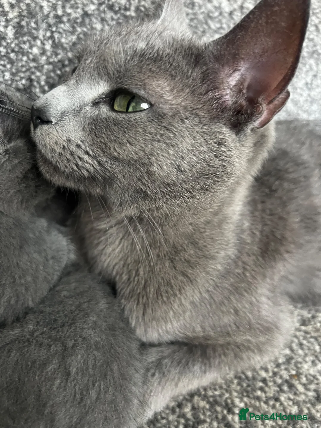 Mixed Breed cats for sale: Russian Blue x Russian Blue/British shorthair  - Advert 1