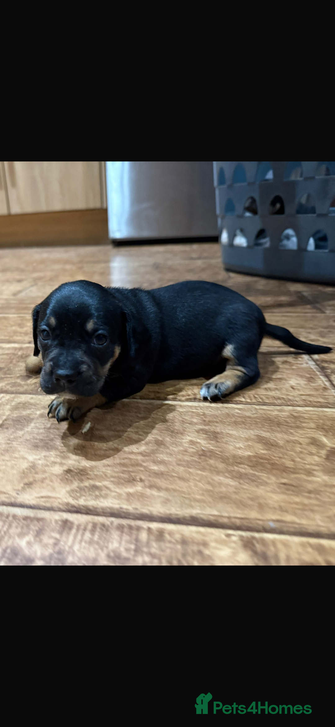 Mixed Breed dogs for sale: 🐾 Beautiful French Bull Weiners 🐾  - Advert 24