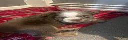 English Bulldog dogs for sale: British bull dog  in Liverpool - Advert 3