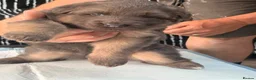 German Shepherd dogs for sale: Blue/Tan Puppies  in Dartford - Advert 16