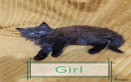 Mixed Breed cats for sale: Half Maine Coon kittens VIDEOS - Image 1