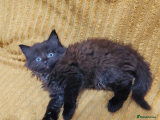 Mixed Breed cats - Advert 5