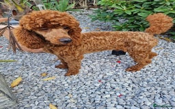 Miniature Poodle dogs for stud: Available for stud duties in Sheffield - Image 1