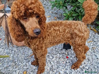 Miniature Poodle dogs Available for stud duties in Sheffield - Advert 19