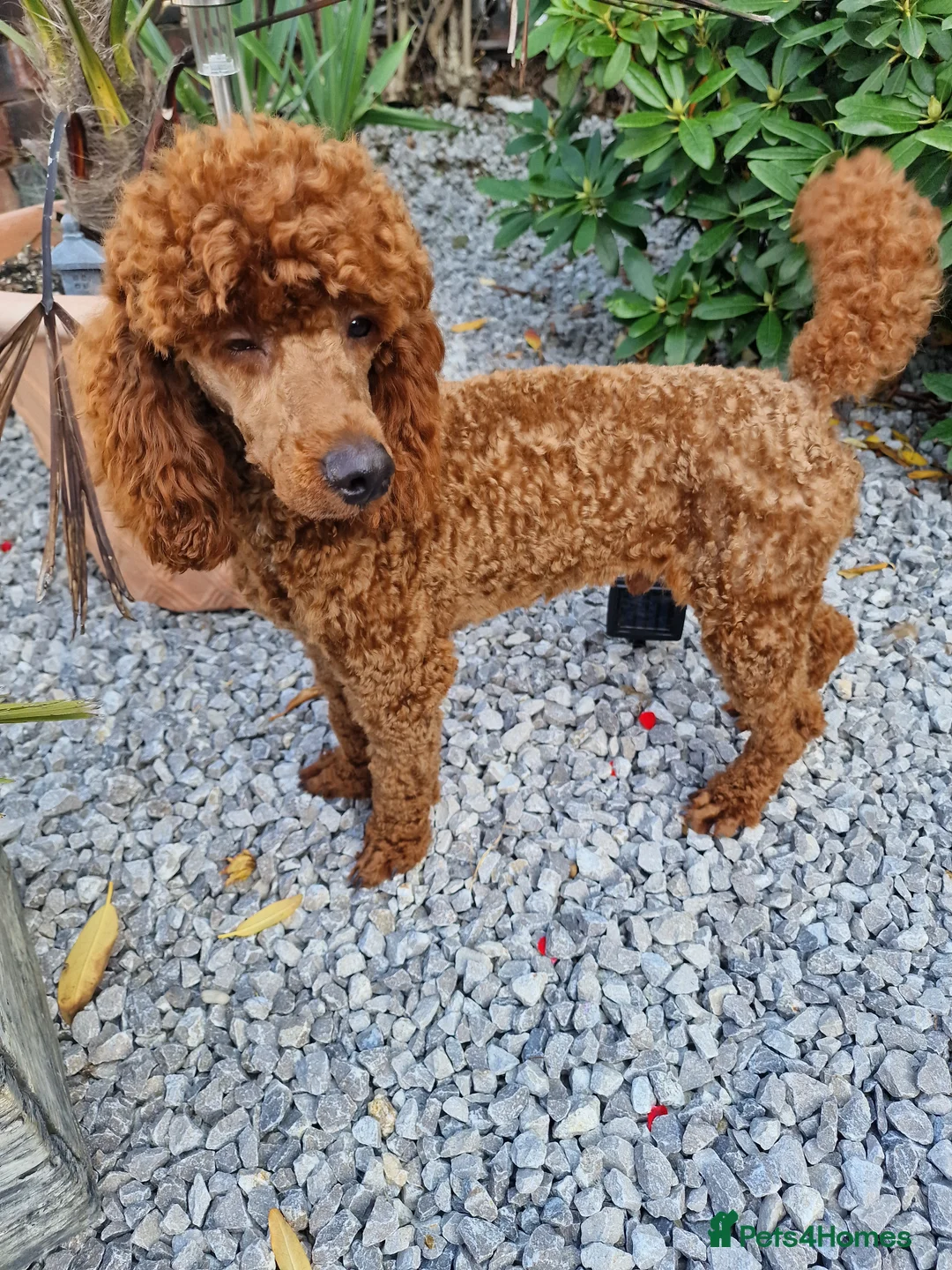 Miniature Poodle dogs for stud: Available for stud duties in Sheffield - Advert 1