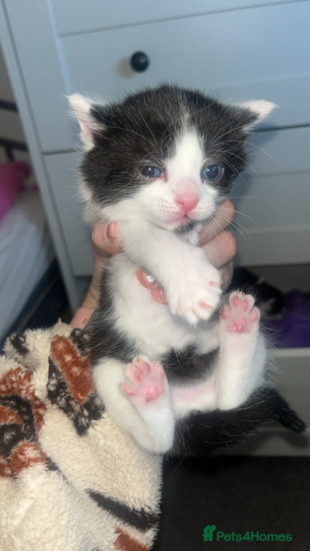 Mixed Breed cats for sale: 2 kittens  - Image 8