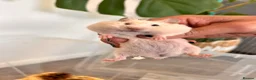 Hamster rodents for sale: Baby syrian hamsters  - Advert 16
