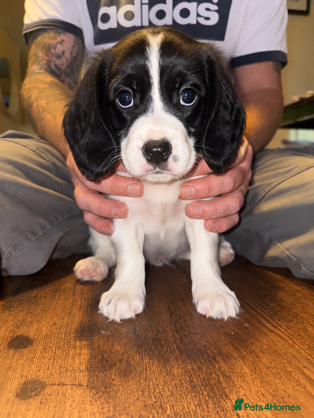 Cavapoo dogs X2 Beautiful Cavapoo puppies ready to leave   - Advert 8