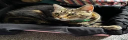 Mixed Breed cats for sale: Rehome. Loving 2yo Male Tabby - Advert 2