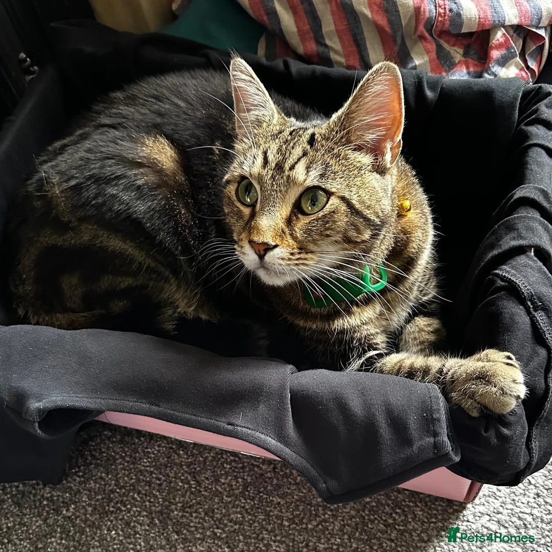 Mixed Breed cats for sale: Rehome. Loving 2yo Male Tabby - Advert 2