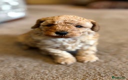 Cavapoo dogs for sale: Florence F1b Golden Cavapoo Girl - Image 5