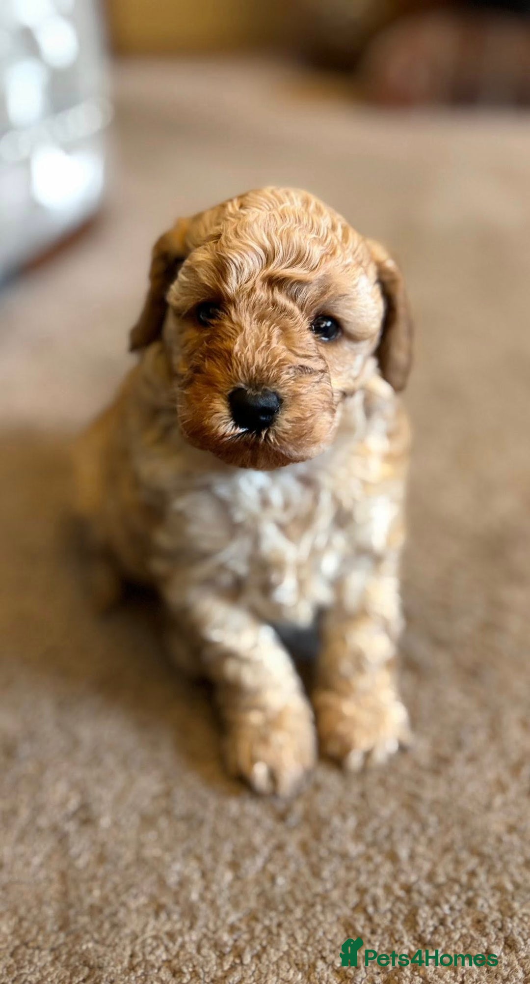 Cavapoo dogs for sale: Florence F1b Golden Cavapoo Girl - Image 5
