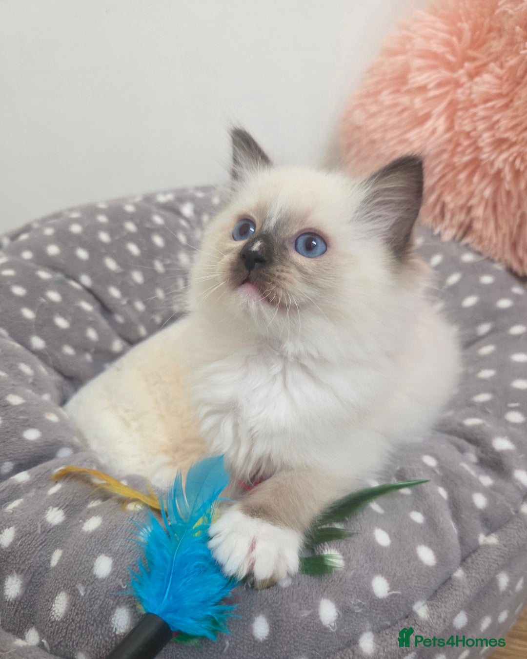 Ragdoll cats for sale: Beautiful GCCF Registered kittens - Advert 1