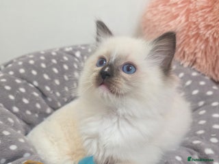 Ragdoll cats Beautiful GCCF Registered kittens - Advert 4