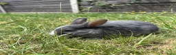 Dwarf Lop rabbits for sale: Beautiful Dwarf lop litter (Ready in one week)  in Bedford - Advert 18