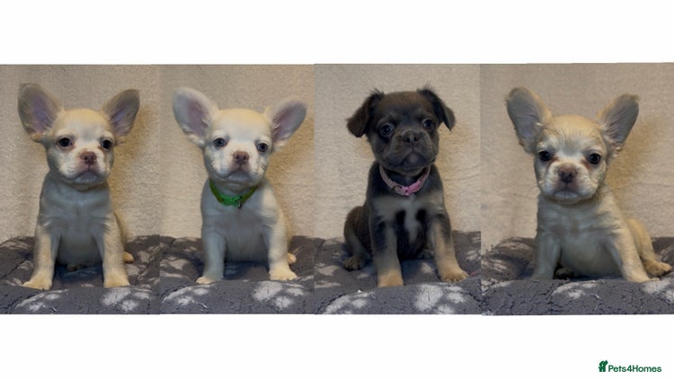 French Bulldog dogs - Advert 6