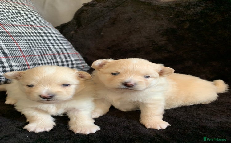 Pomeranian dogs - Advert 8