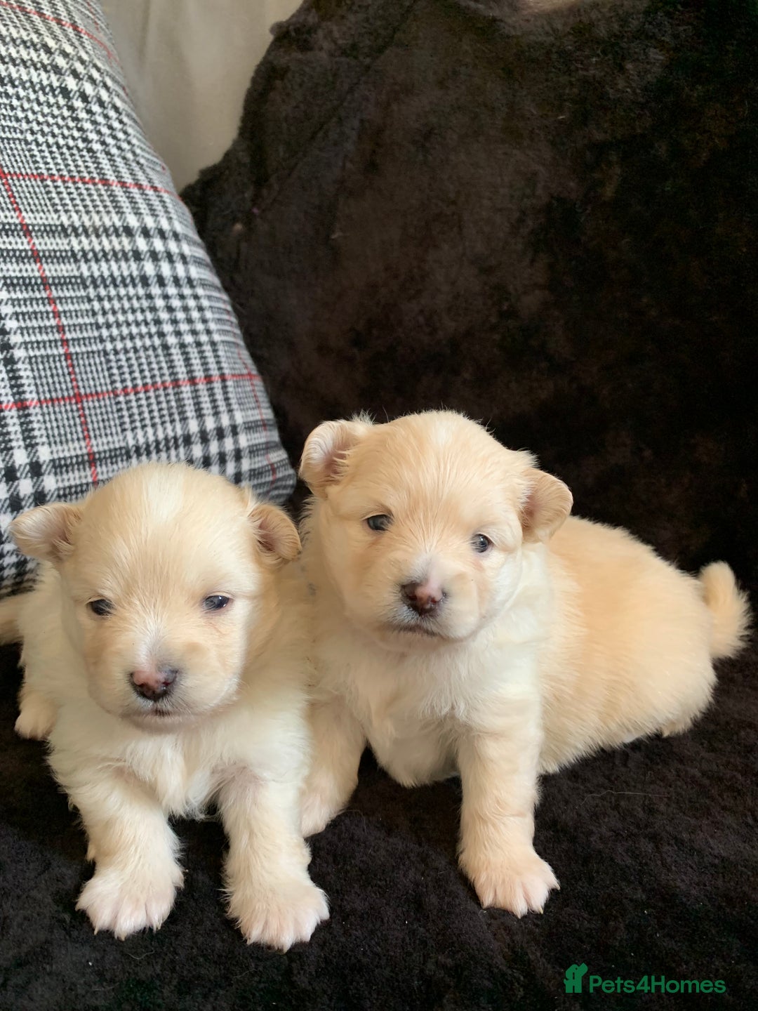 Pomeranian dogs for sale: Pure Pomeranian Puppies - Image 7