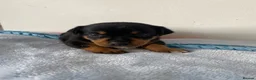 Jack Russell dogs for sale: Jack Russell puppies - Advert 5