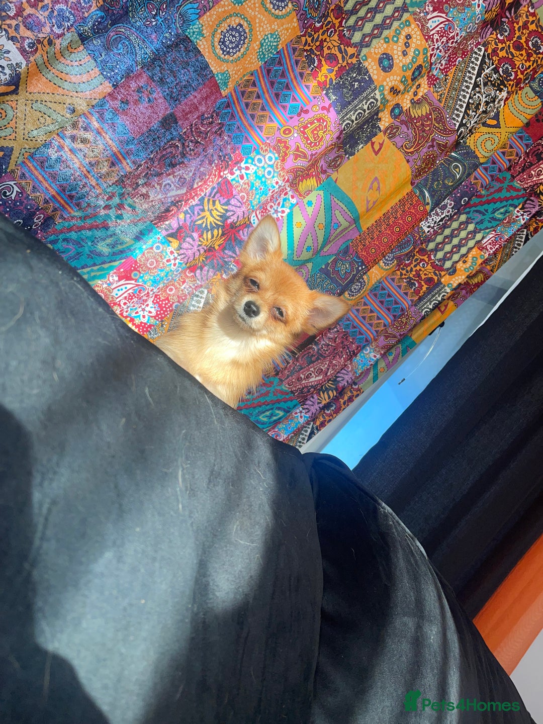 Mixed Breed dogs for sale: Pomchi chihuahua mix  - Advert 5