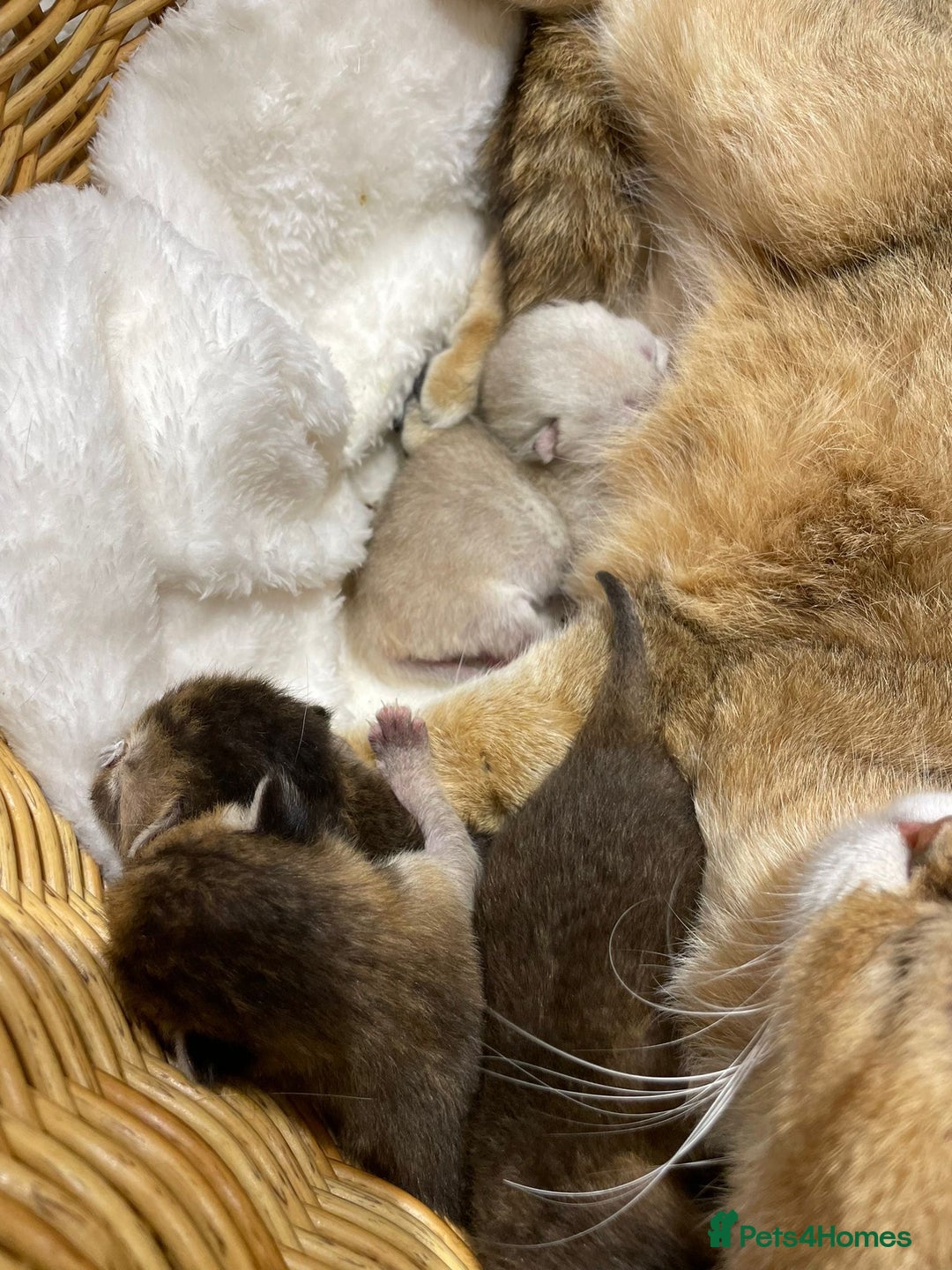 British Shorthair cats for sale: Chunky British shorthair  - Advert 10