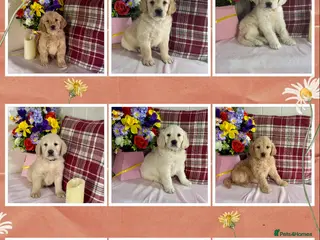 Goldendoodle dogs 9 teddy bear like mini Goldendoodles - Advert 10