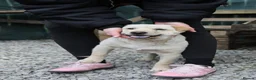 Mixed Breed dogs for adoption: ❤️🐶 LAIMA – HOW IS THIS WONDERFUL GIRL WAITING - Advert 15