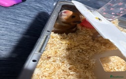 Hamster rodents for sale: Syrian hamster - Image 2