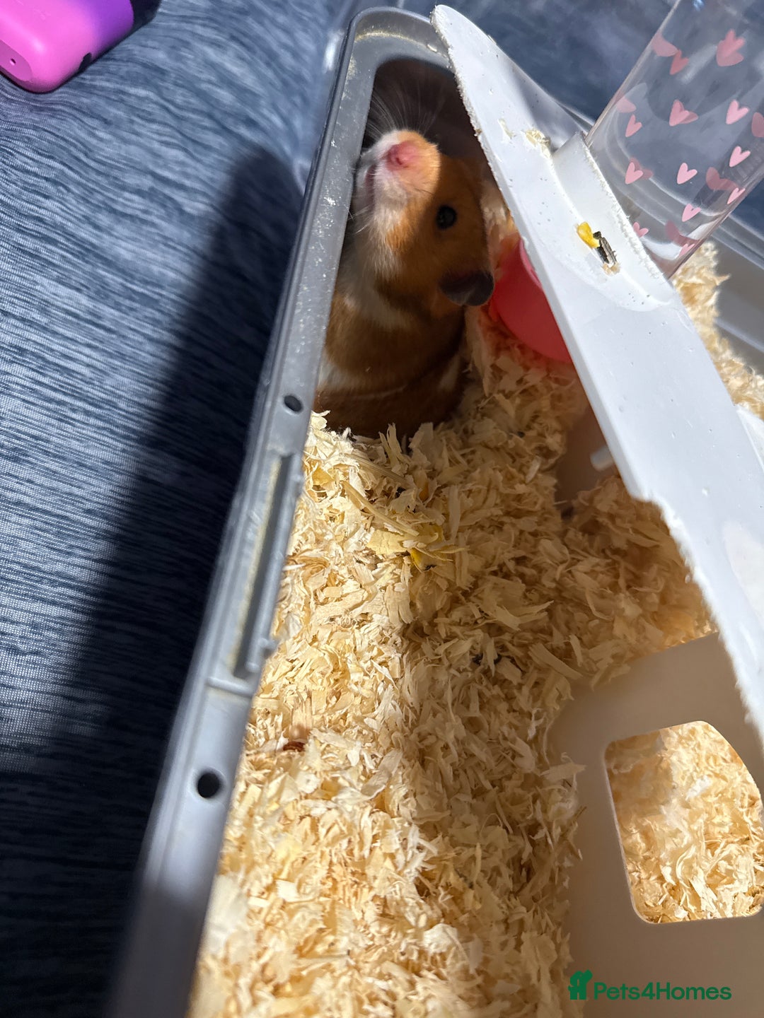 Hamster rodents for sale: Syrian hamster - Image 2