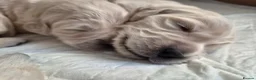 Golden Retriever dogs for sale: Beautiful Golden Retriever Puppies - Advert 30