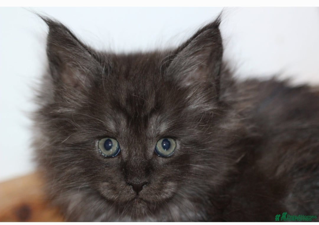 Maine Coon cats for sale:  GCCF registered Maine Coon kittens - Advert 2