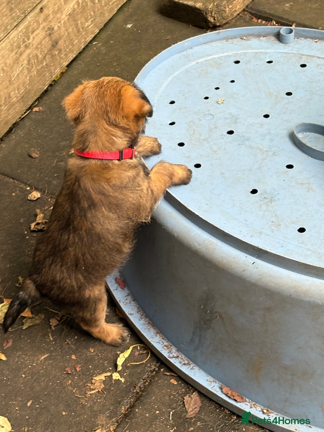 Border Terrier dogs for sale: Border Terrier Puppies - Image 6