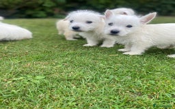 West Highland Terrier dogs for sale: West highland terriers - Image 7