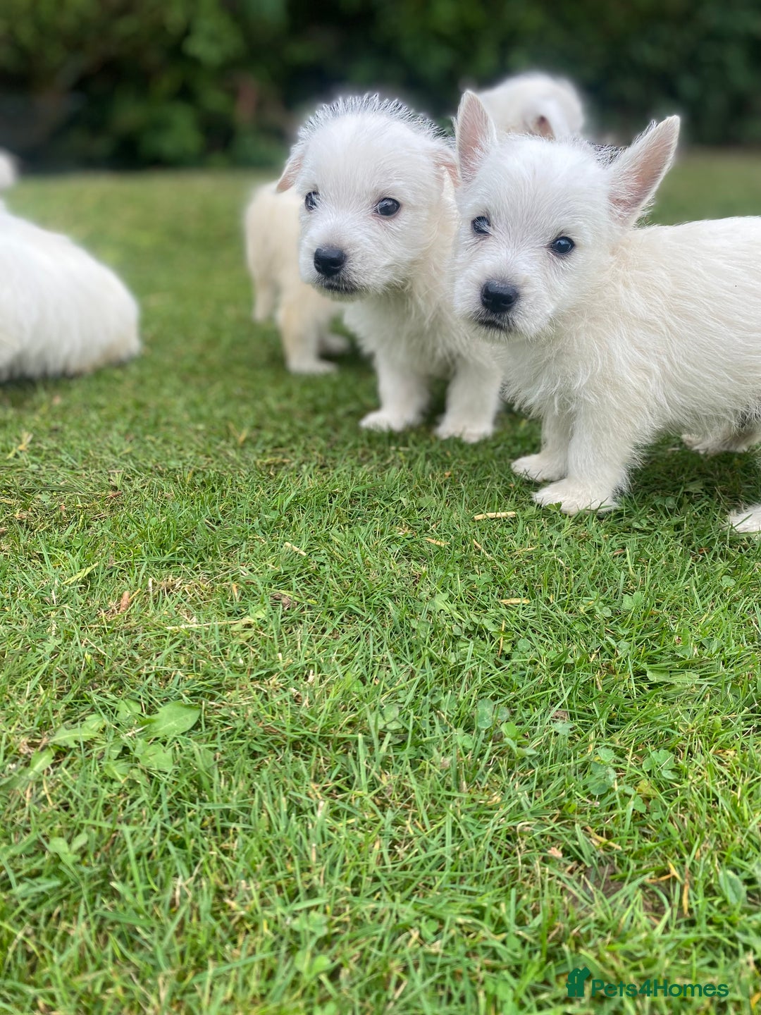 West Highland Terrier dogs for sale: West highland terriers - Image 7