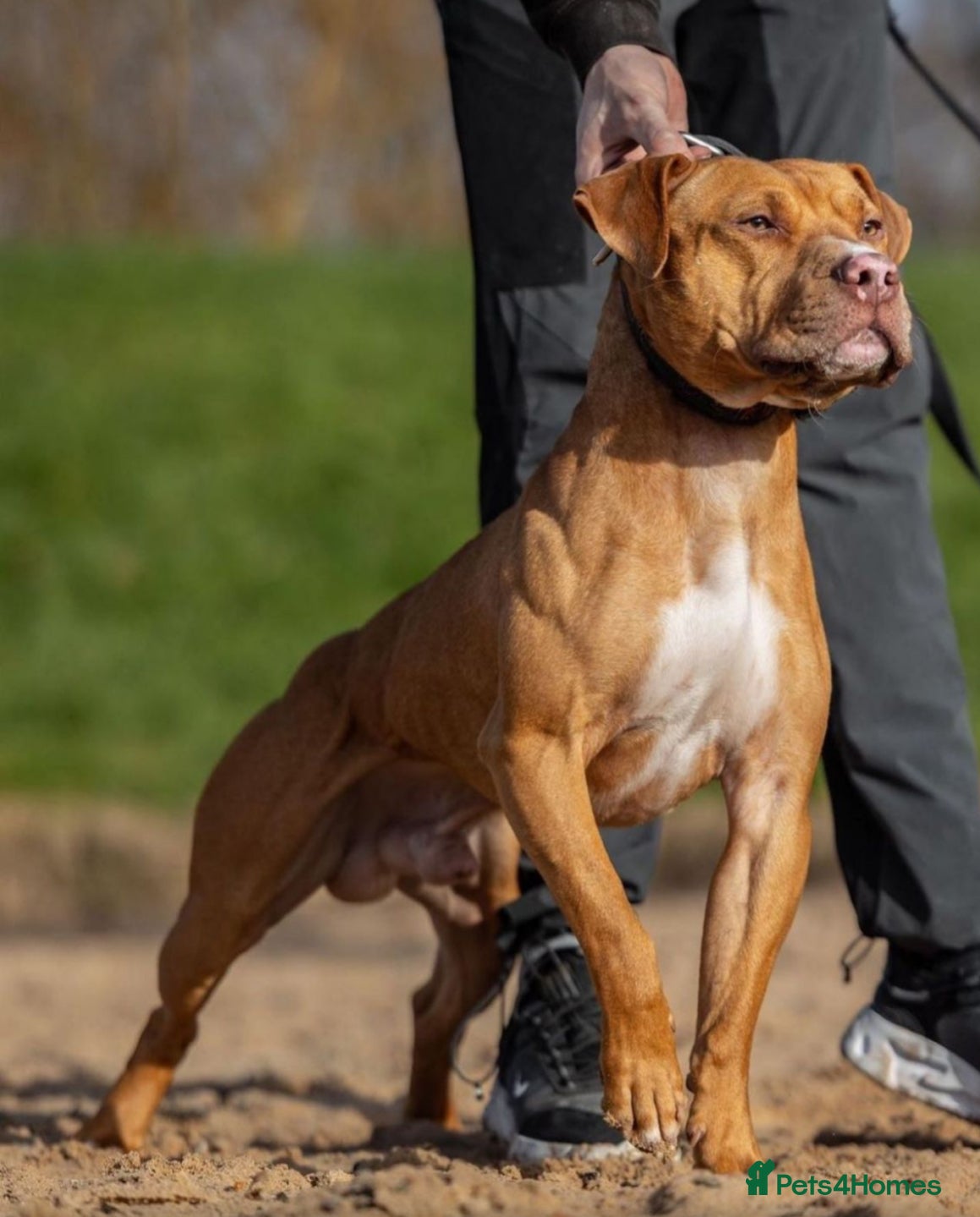 Mixed Breed dogs F1 Bullherder  - Advert 2